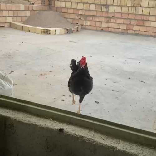 مرغ و خروس گلین چهل تاج ریش فول فول