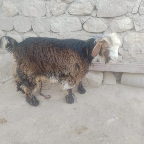 تیشتر نر (کهره) فروش فوری