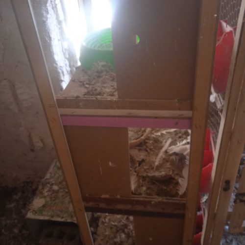 جفت دونی کفتر