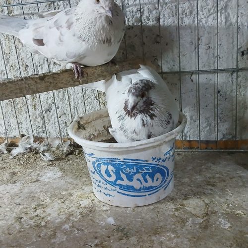 کبوتر تهرانی و دمگیر