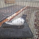 نر سین سیاه کلاهی