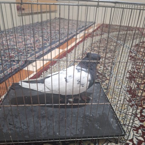نر سین سیاه کلاهی