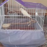 طوطی برزیلی