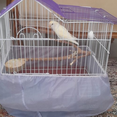 طوطی برزیلی