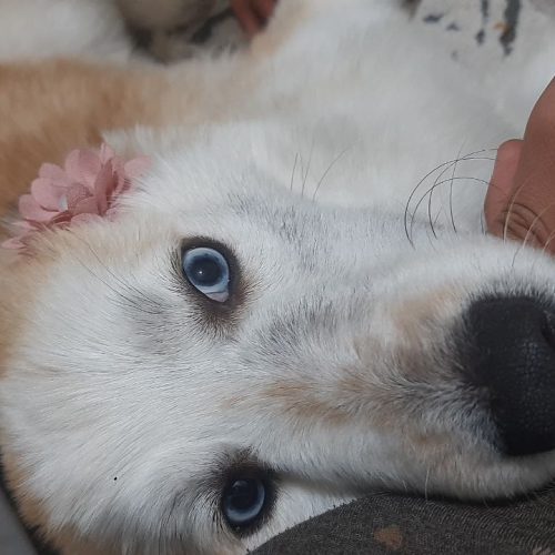 واگذاری پت خانگی