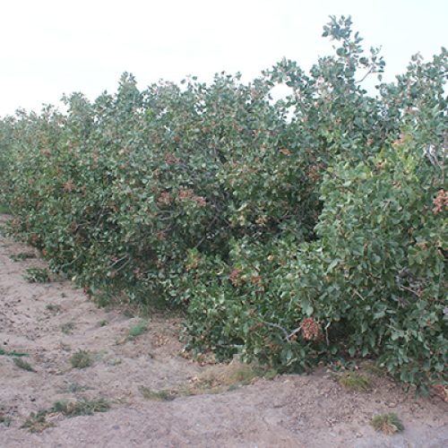 کارگر پسته چینی