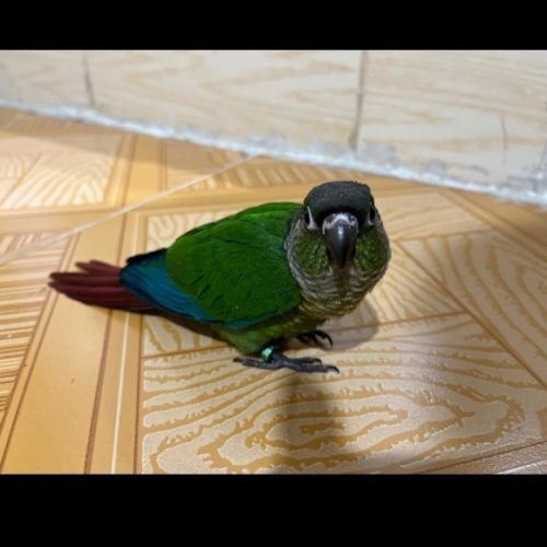 طوطی گریچیک