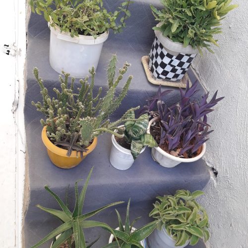 گلهای اپارتمانی