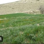زمین کشاورزی