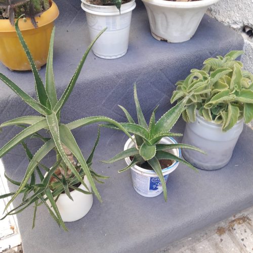 گلهای اپارتمانی