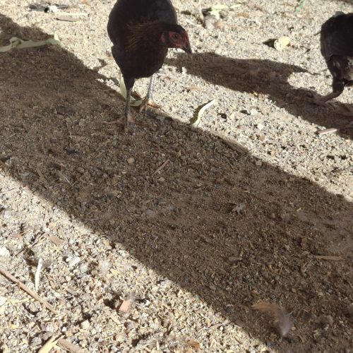 جوجه گلین نژاد عالی ریشو کاکول دار