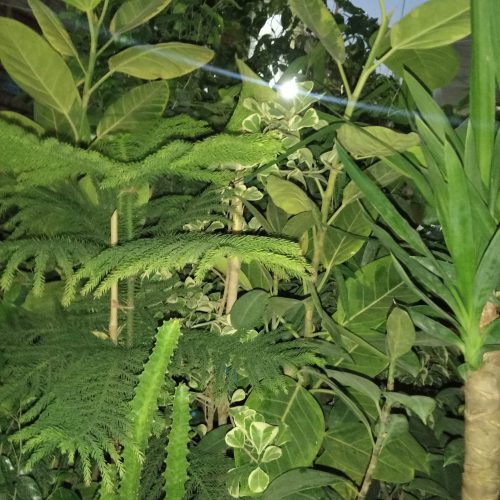 خدمات باغبانی