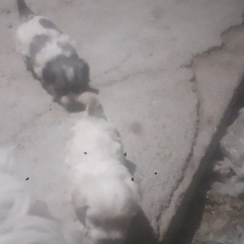 سگ اپارتمانی