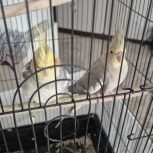 عروس هلندی