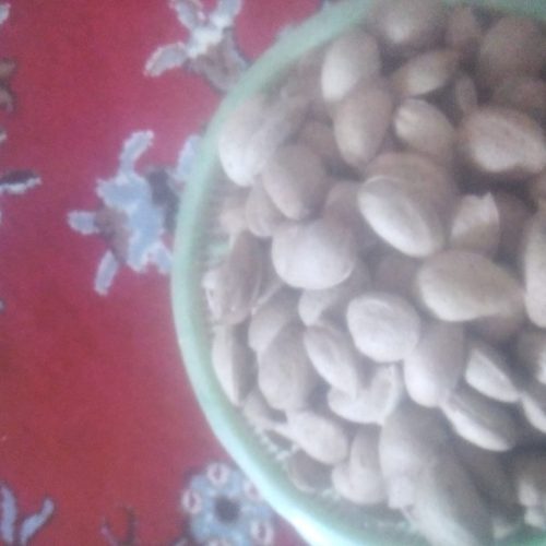 گردو کاغذی