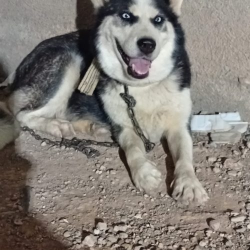 واگذاری سگ هاسکی