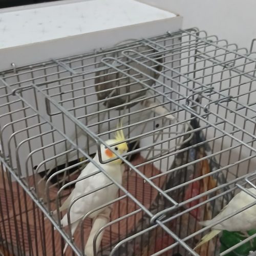 یک جفت عروس