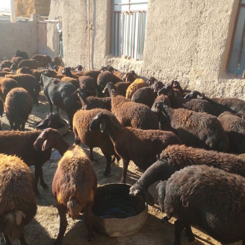 گوسفند قره قزل