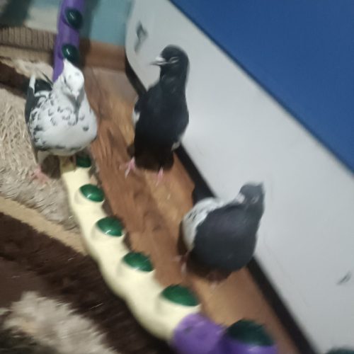 سینه سیاه جفت ب شرط نرقلدر