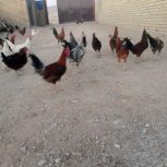 خروس مزرعه