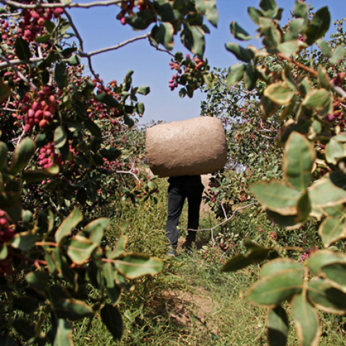 کارگر پسته چینی