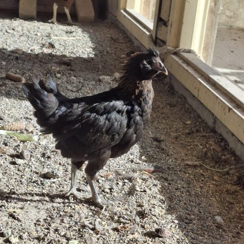 جوجه گلین نژاد عالی ریشو کاکول دار