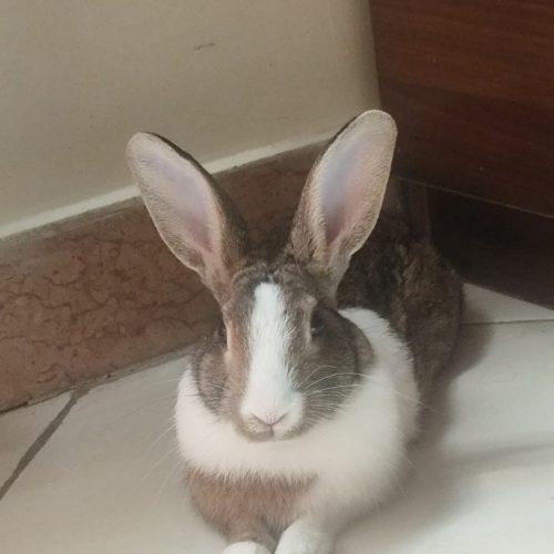 واگذاری خرگوش