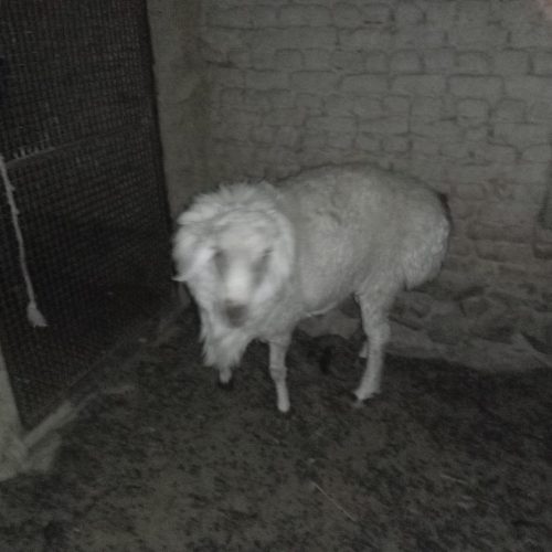 قوچ گله