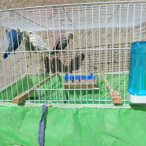 طوطی کوتوله