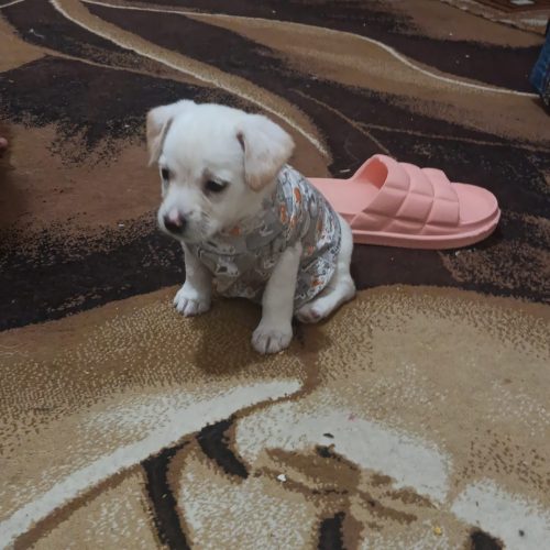 واگذاری پت خانگی