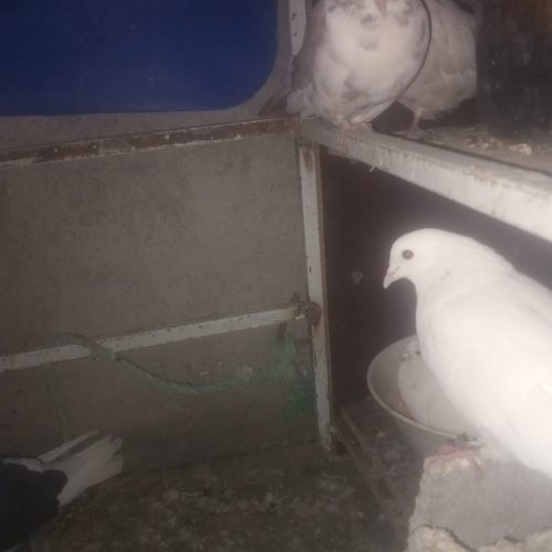 کفتر