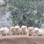 فروش پامرانین اصیل مینی با تضمین وزن