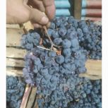 انگور دیم سردشت ذغالی