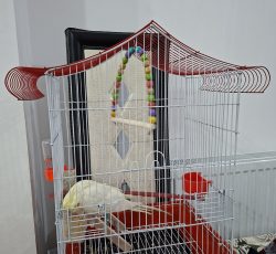 عروس هلندی