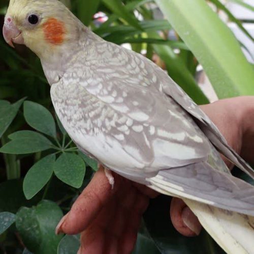 پرنده (عروس هلندی)