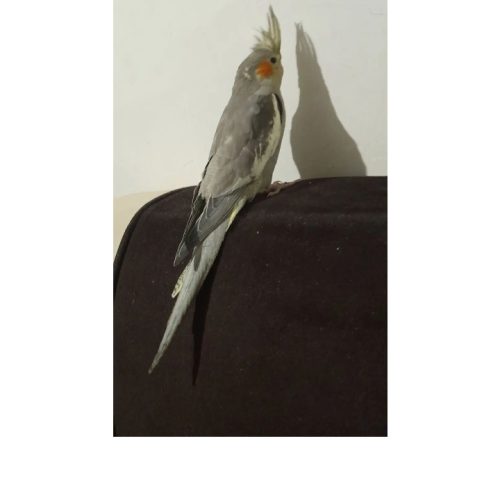 عروس هلندی سالم دستی زیر قیمت بازار