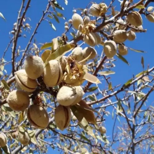 باغ بادام و انگور در افوس