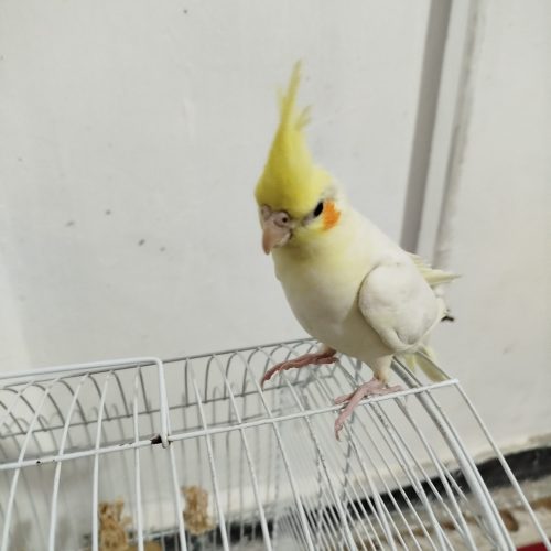 عروس هلندی نر 2ماه