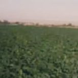 فروش زمین کشاورزی ابی سنددار