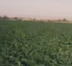 فروش زمین کشاورزی ابی سنددار