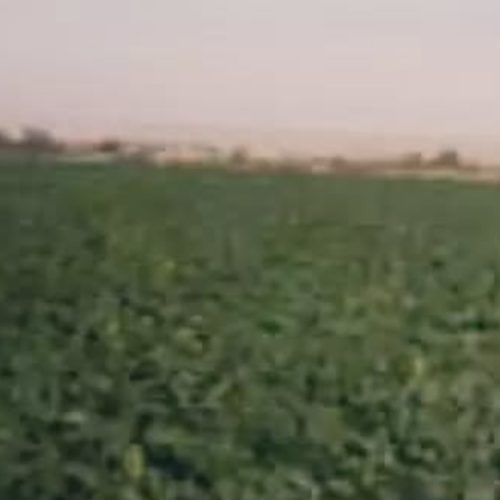 فروش زمین کشاورزی ابی سنددار