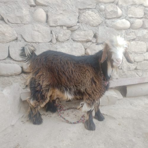 تیشتر نر (کهره) فروش فوری