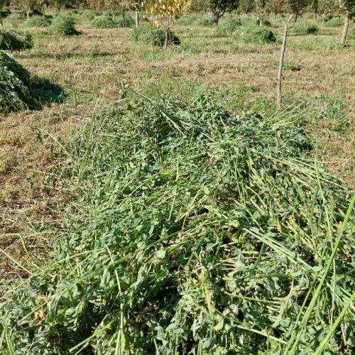 فروش یونجه چین سوم 200 پرس و چین چهارم 100 پرس