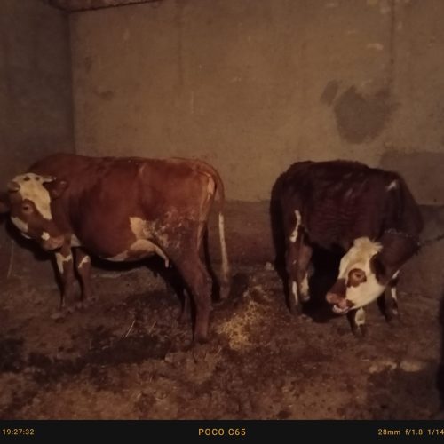 گاو سیمنتال