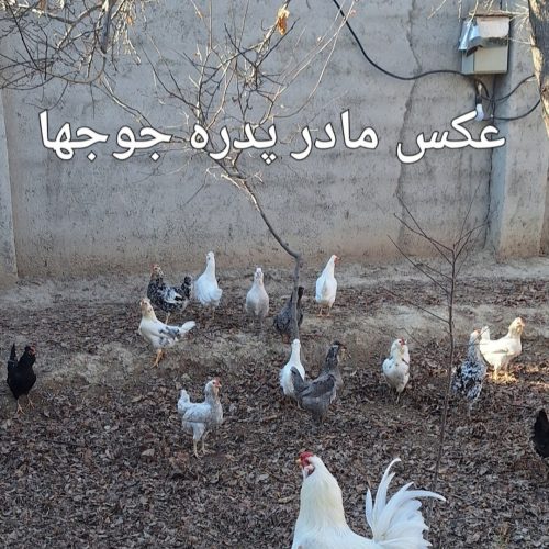مرغ خروس