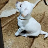 واگذاری پت خانگی