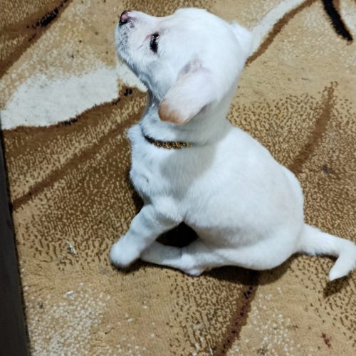 واگذاری پت خانگی