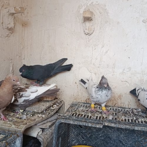 سینه .دم سیاه .یکت سفید ..