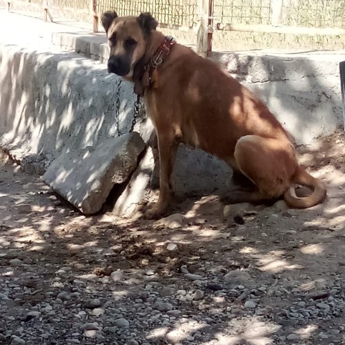 سگ سرابی