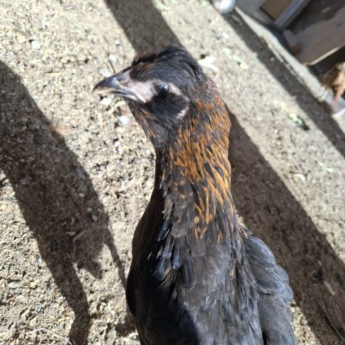 جوجه گلین نژاد عالی ریشو کاکول دار